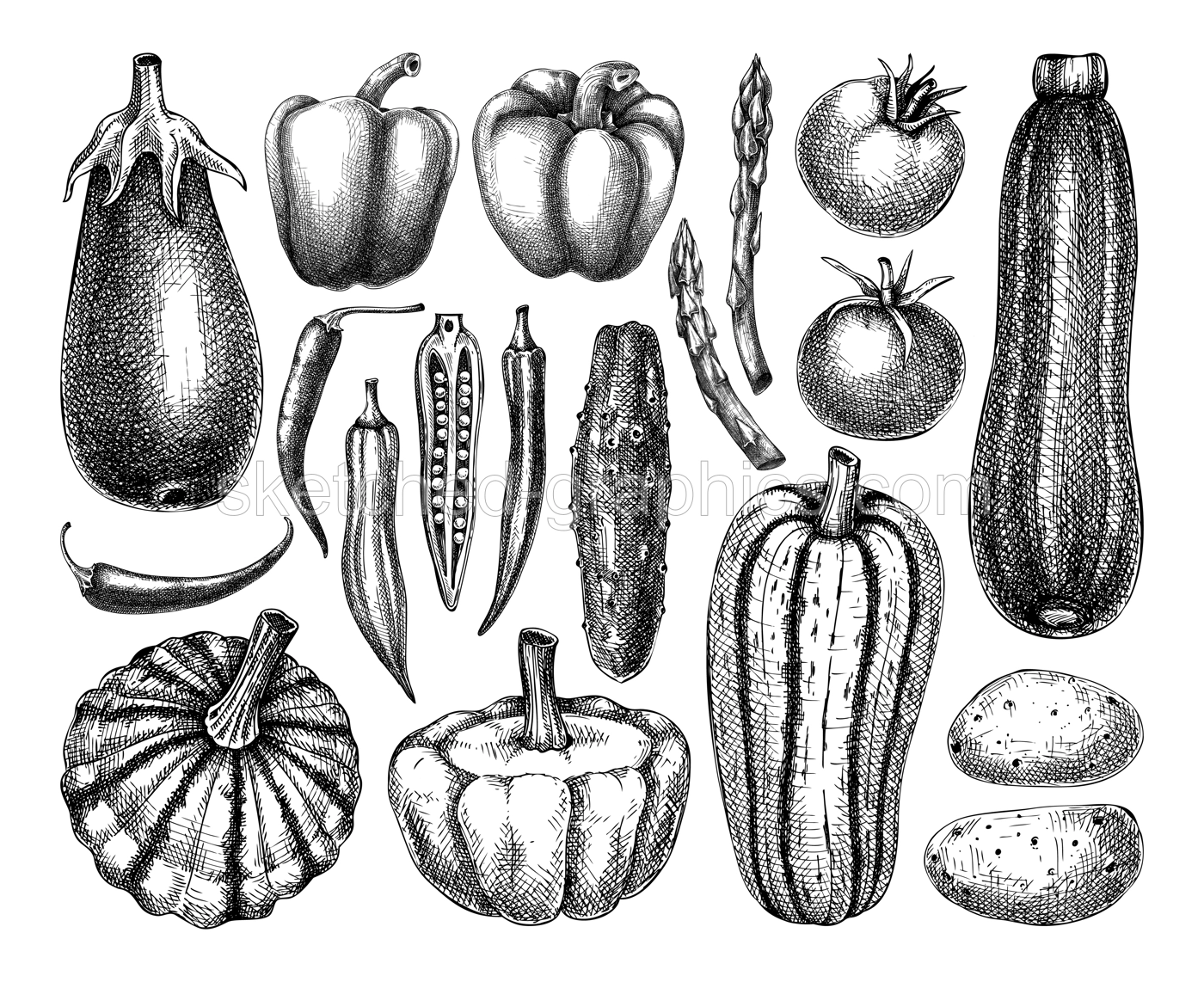 Hand-sketched Vegetable collection. Vector set of hand drawn tomatoes, squashes peppers, asparagus, potatoes, asparagus drawings. Vintage plants elements in engraved style. Vegetables outlines set. Illustration